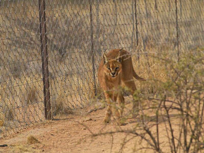 Hammerstein Lodge, Caracal
